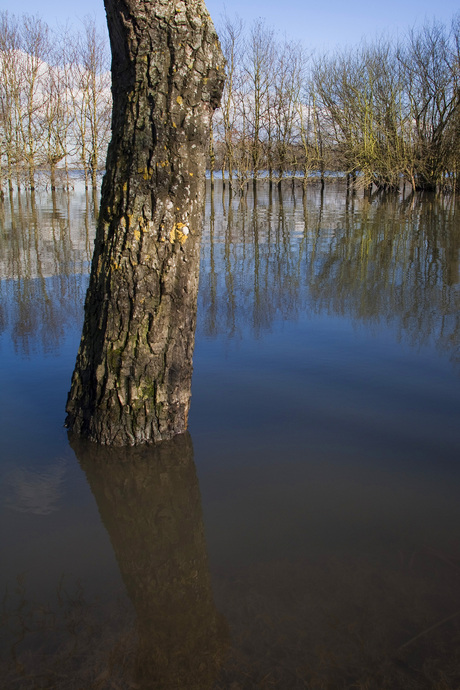 De biesbosch1