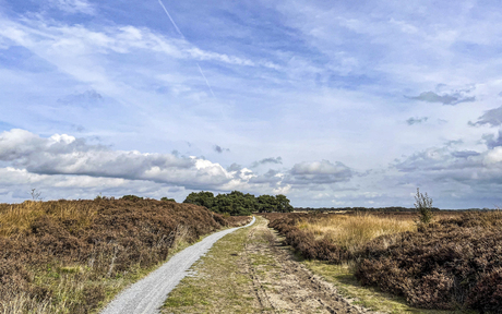 Balloërveld