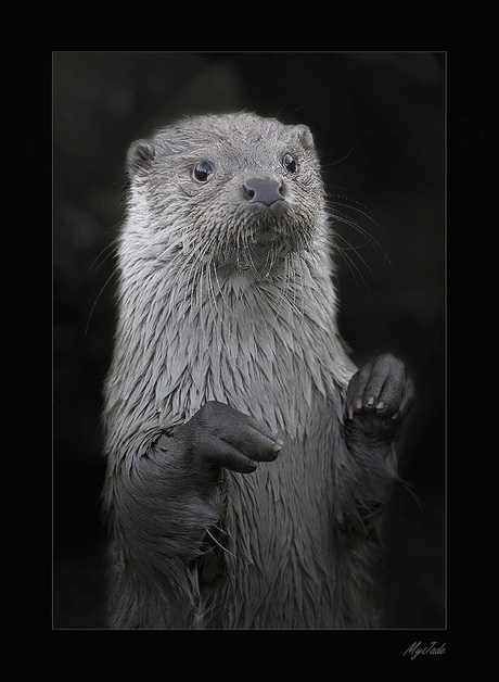 Otter