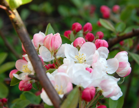 Malus sierappel