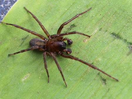GROTE KAARDESPIN.- Amaurobius ferox - nogmaals de spin met ballen/palpen.
En iedereen bedankt voor de reacties op sluipwesp met prooi en spin met ballen.
vr gr Jannie  
even gegoogeld: - foto door j.bosch.01 op 19-04-2015 - deze foto bevat: spin, insect