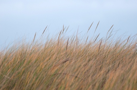 Helmgras in de duinen van Texel