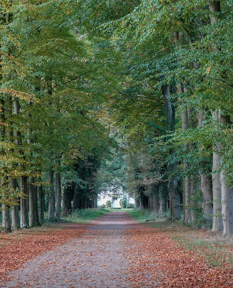 Prachtige beukenlaan op het landgoed Eerde!