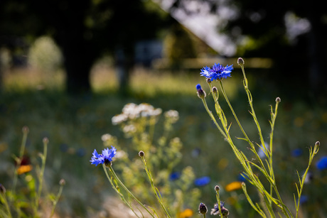 Korenbloemen
