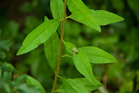 Groene wants op een groen blaadje.