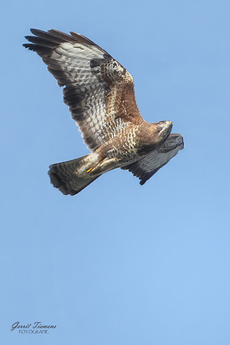 Buizerd in de vlucht-2