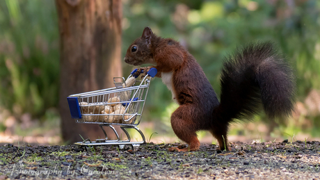 Eekhoorn gaat shoppen 🐿