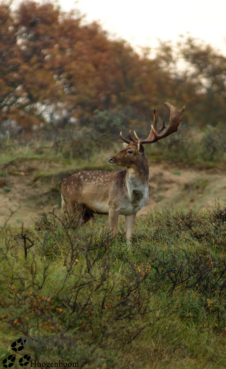 Damhert in de duinen