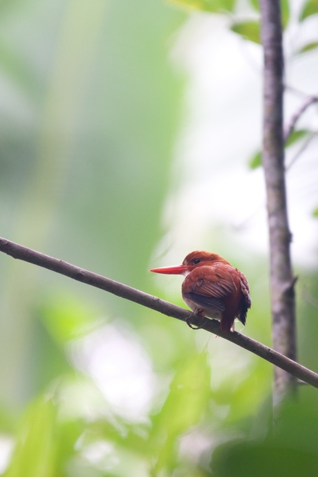 madagaskar pygmy ijsvogel