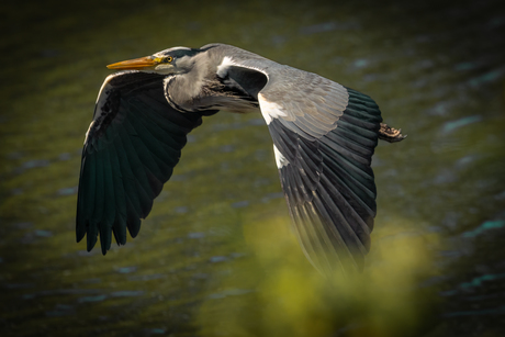 Reiger in vlucht