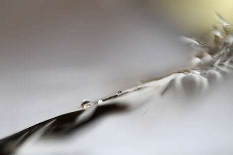 Licht als een veertje