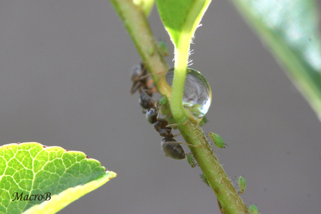 Mieren en bladluizen