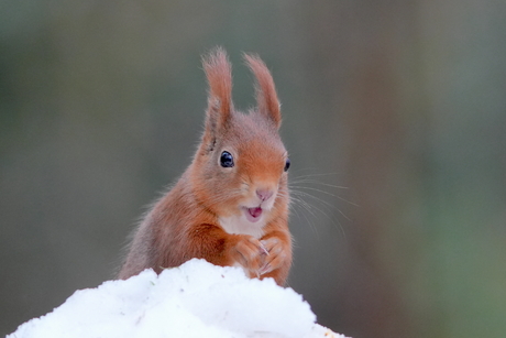 Eekhoorntje in het laatste restje sneeuw