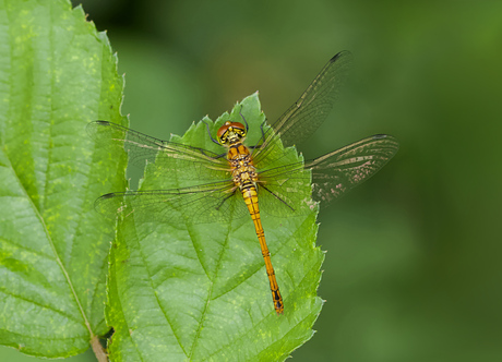 Bloedrode Heidelibel