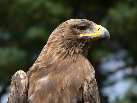 roofvogelshow