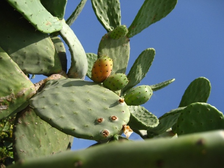 Cactus Malta
