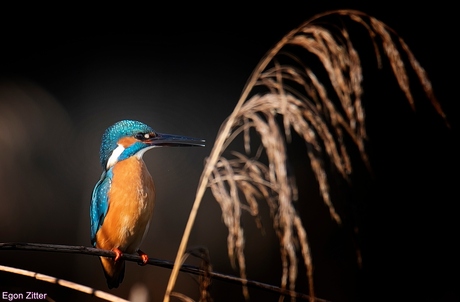 Ijsvogel vandaag