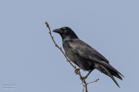 Zwarte Kraai