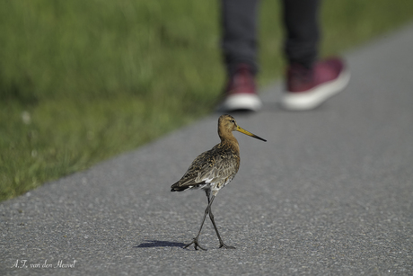 De Grutto en de wandelaar