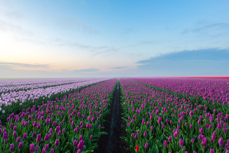tulpen in drenthe