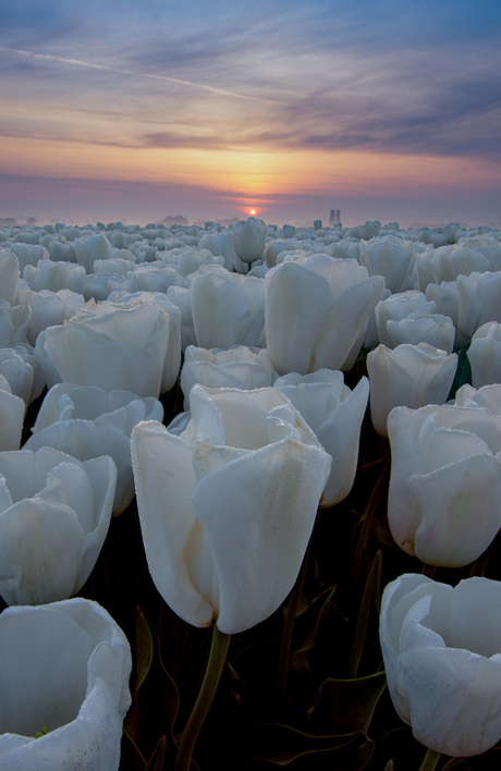 Witte tulpen