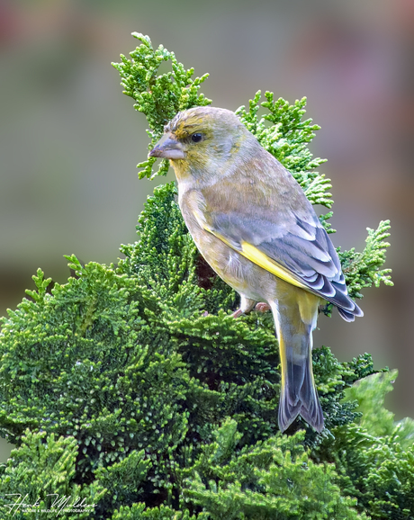Groenling  (Chloris chloris) V