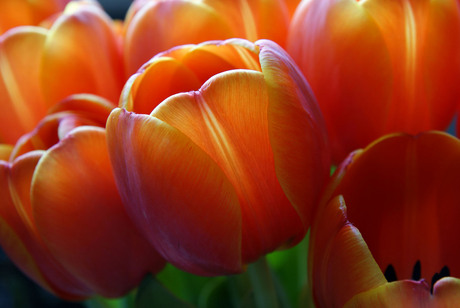 Tulp