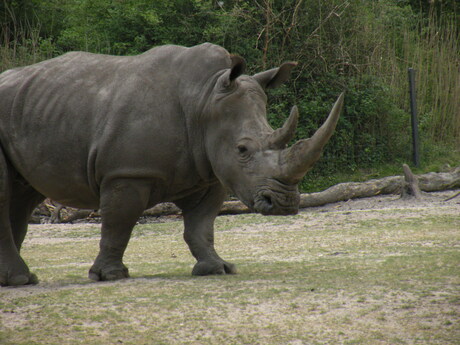 Neushoorn