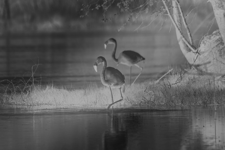 Het is onze stapavond.