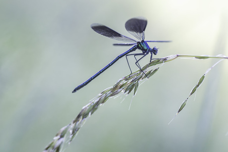 Beekjuffer in het vroege ochtendlicht