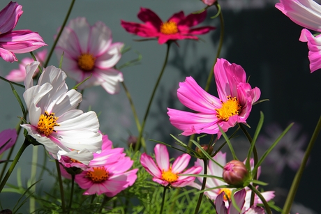 Tuinboeketje fleurigheid