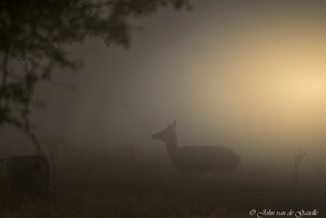Edelhert hinde in het Weerterbos tijdens de zonsopkomst