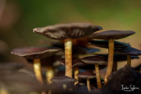 Paddenstoelen