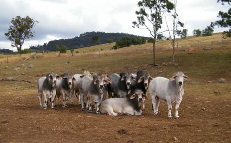 Smile of the Brahman