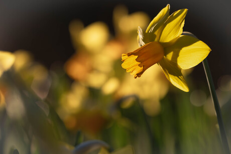 Narcis in de zon
