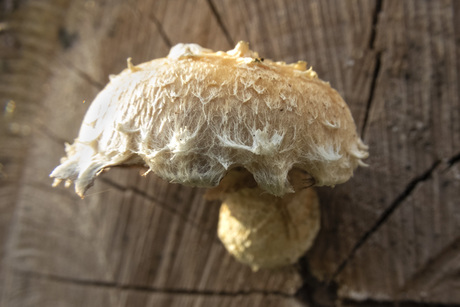 Wollige Bundelzwam