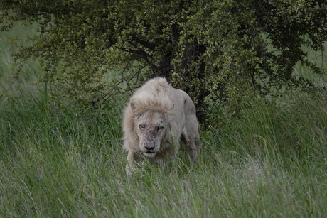 Casper de witte leeuw