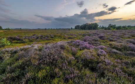 De heide begint te kleuren