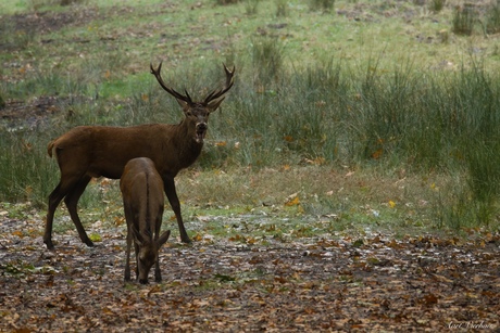 geweidrager met hinde
