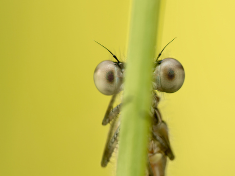 Hi there