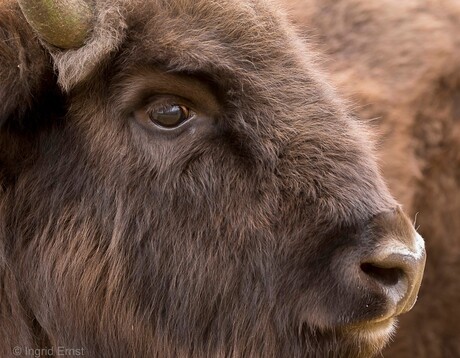 Wisent