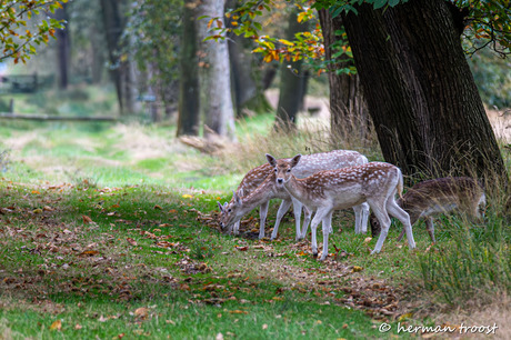 damhertjes