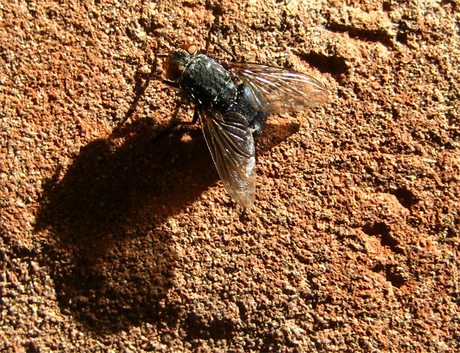 Fly on the wall