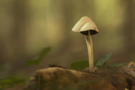Paddenstoelen