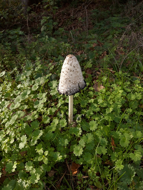 Paddestoelen 