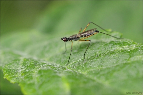 Micropeza corrigiolata imago.