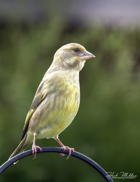 Groenling (Chloris chloris)