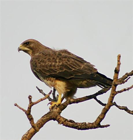 Swainson's Hawk