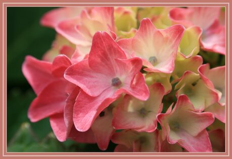 Hortensia 1e Macro