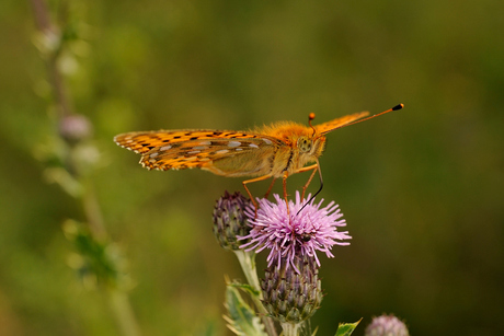 Grote Parelmoervlinder